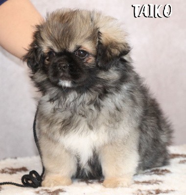 Taïko