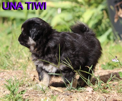 Una Tiwi