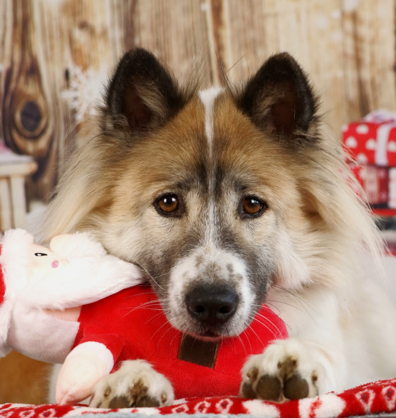 CH. Golden baby beautiful great dane