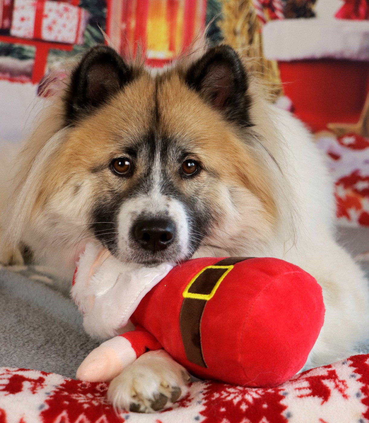 Vivo per lei des Lueurs d'Antares