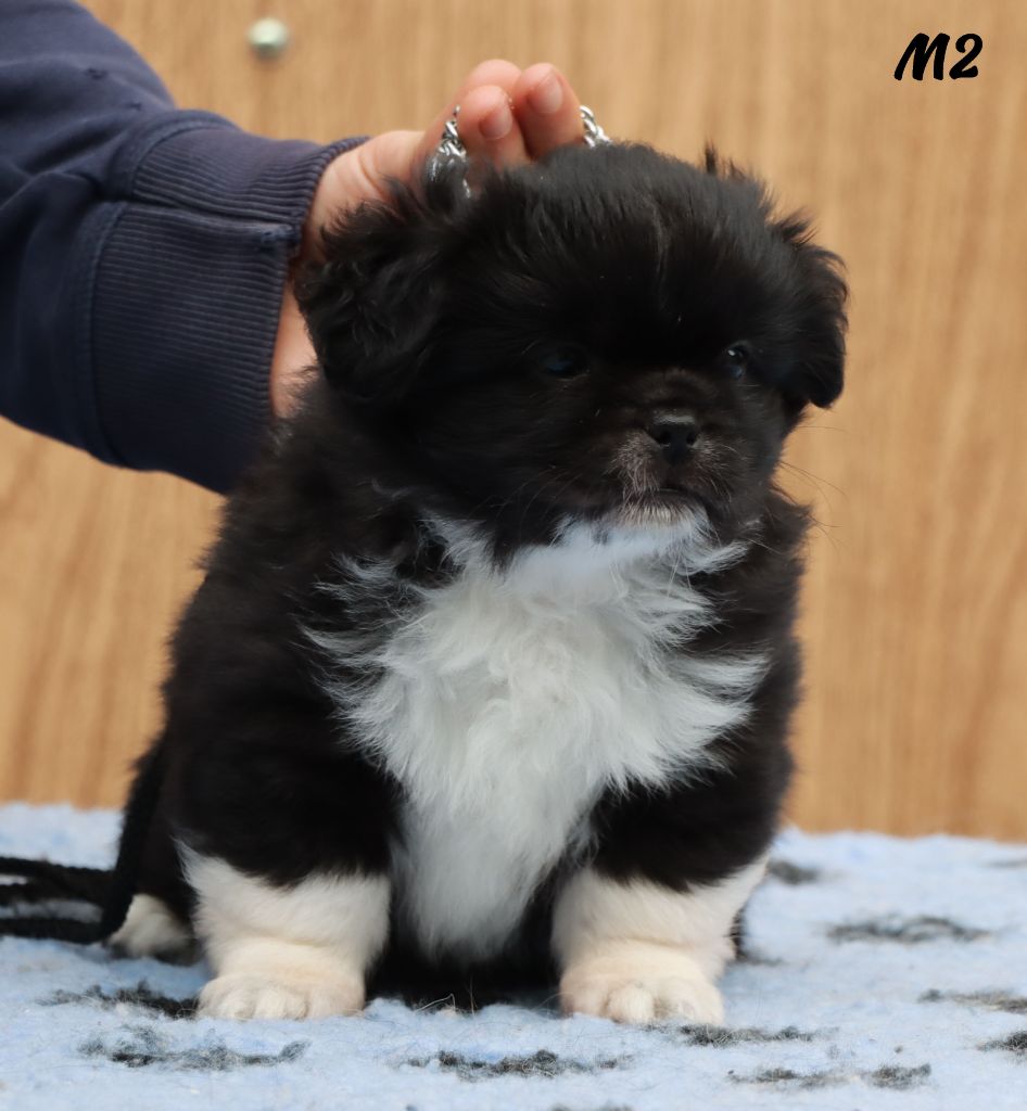 des Lueurs d'Antares - Chiots disponibles - Epagneul tibetain
