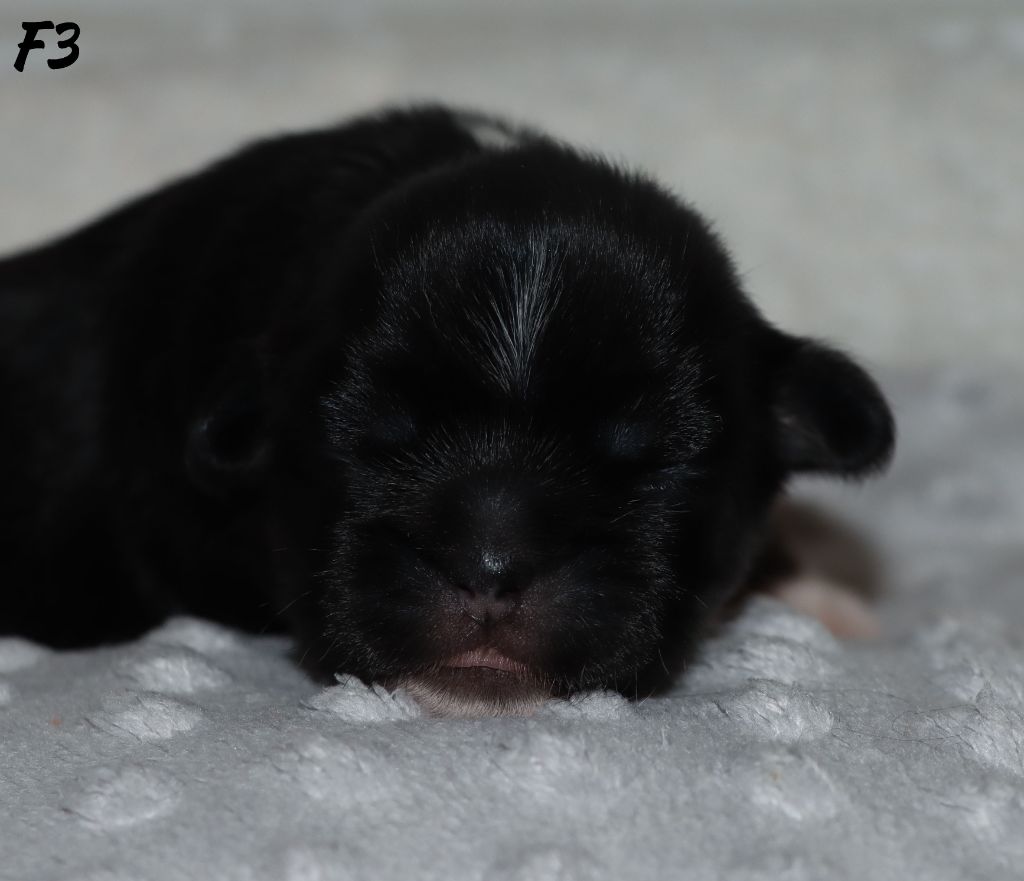 des Lueurs d'Antares - Chiots disponibles - Epagneul tibetain