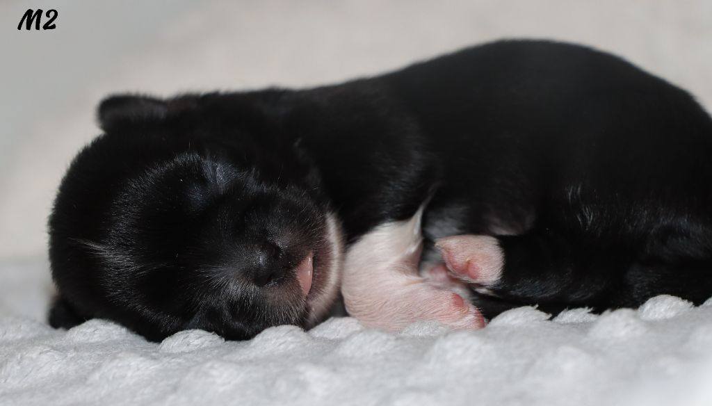 des Lueurs d'Antares - Chiots disponibles - Epagneul tibetain