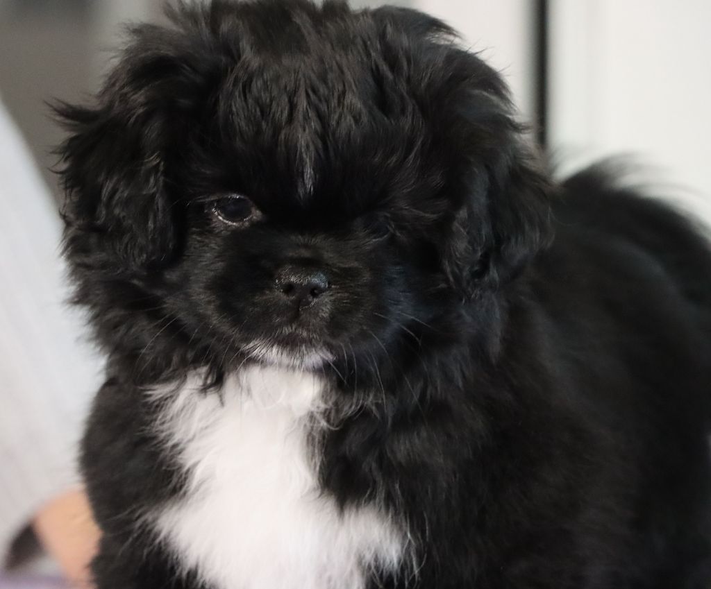 des Lueurs d'Antares - Epagneul tibetain - Portée née le 12/01/2025