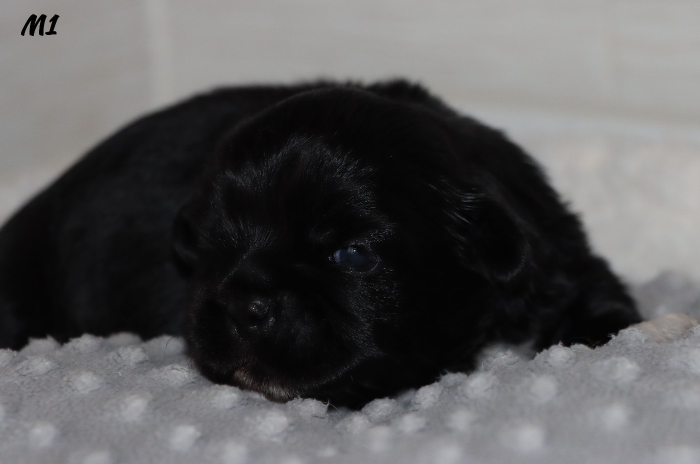 des Lueurs d'Antares - Chiots disponibles - Epagneul tibetain