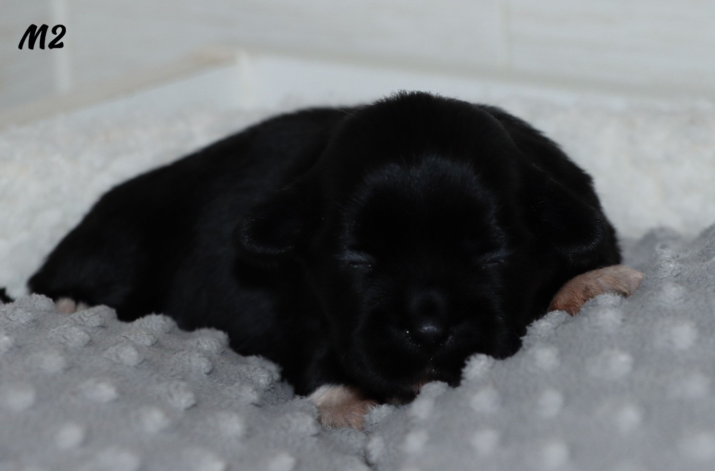 des Lueurs d'Antares - Chiots disponibles - Epagneul tibetain