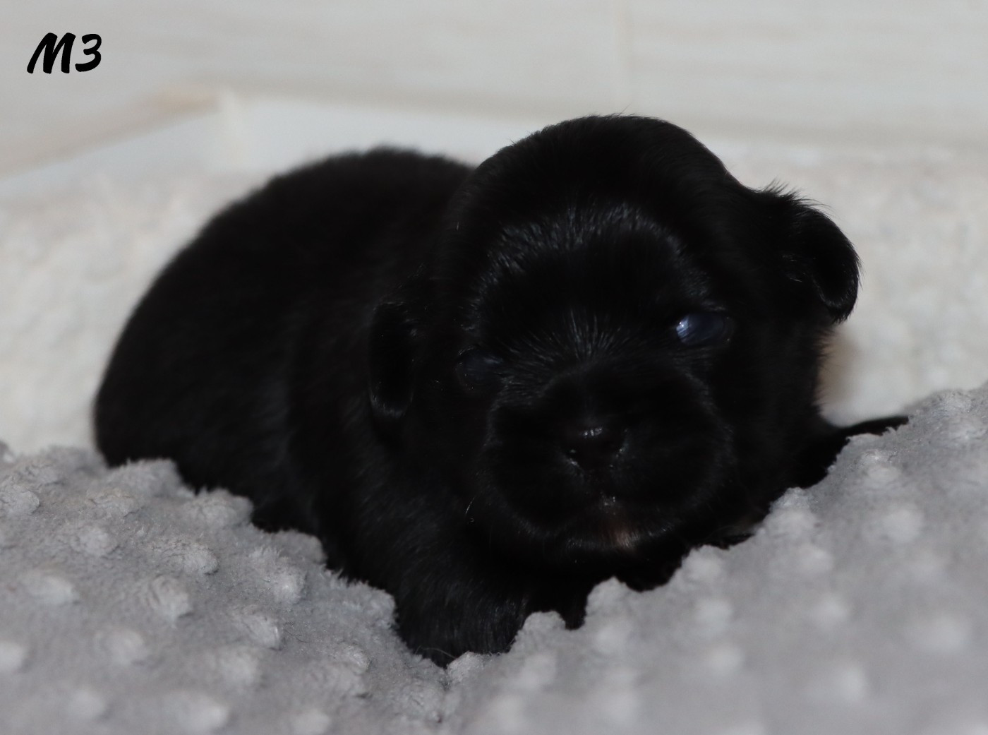 des Lueurs d'Antares - Chiots disponibles - Epagneul tibetain