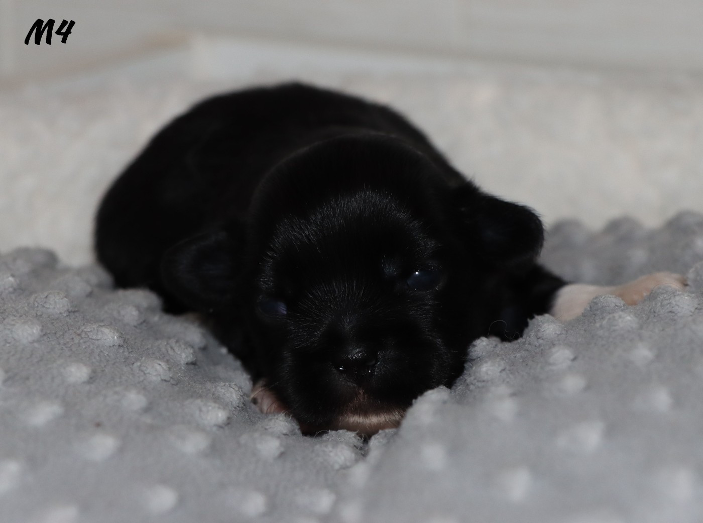 des Lueurs d'Antares - Chiots disponibles - Epagneul tibetain