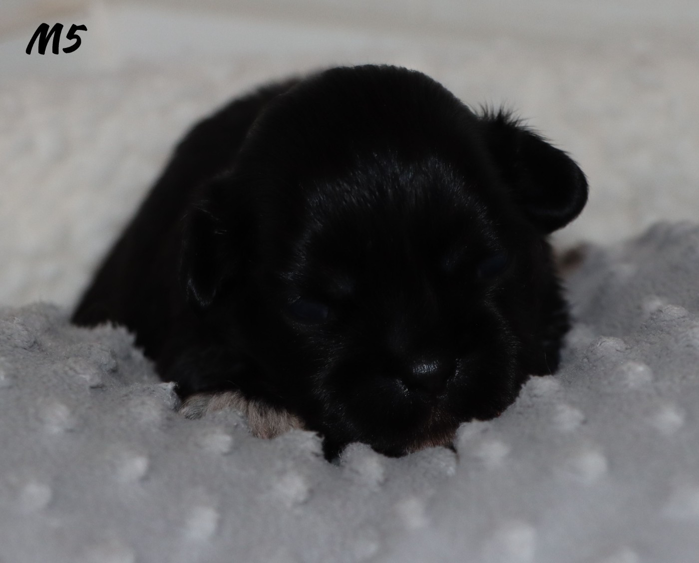 des Lueurs d'Antares - Chiots disponibles - Epagneul tibetain