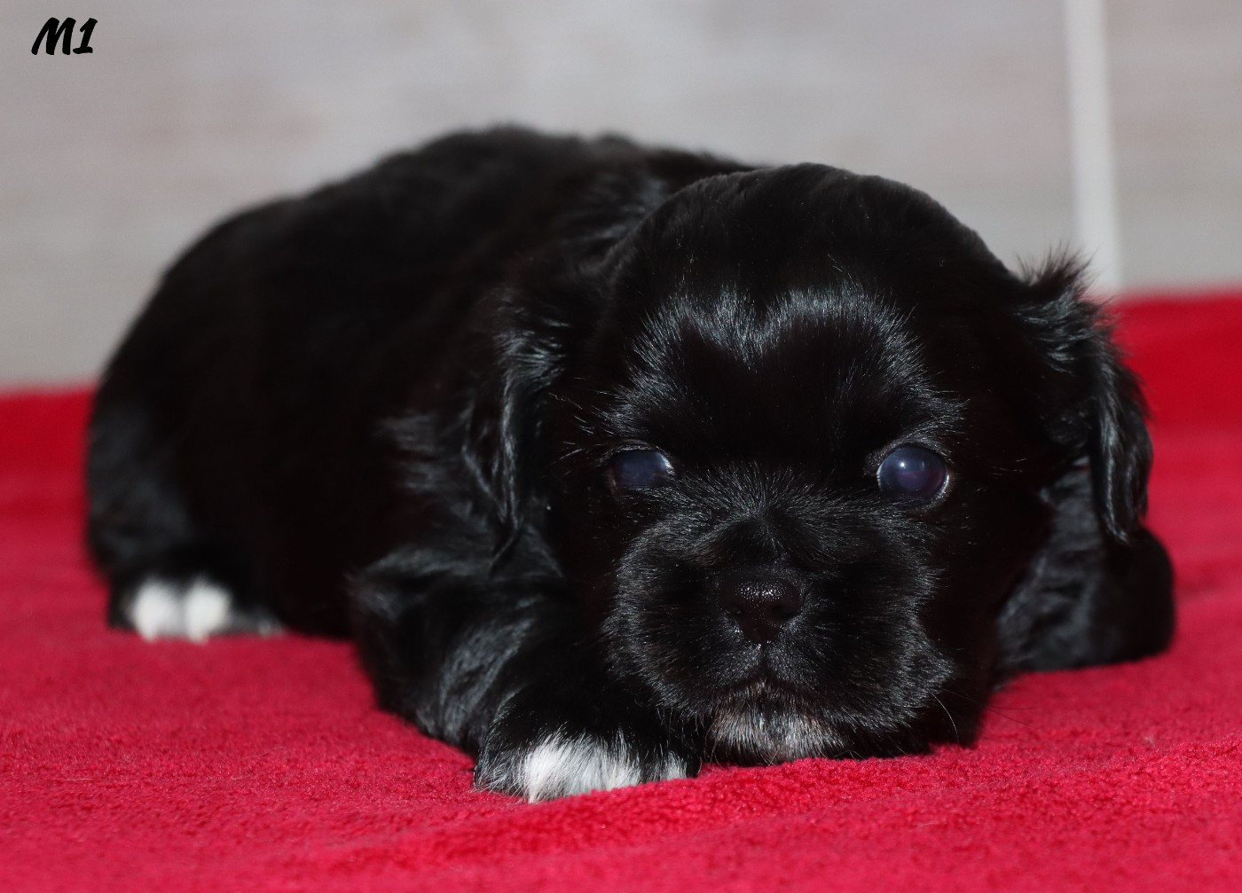 des Lueurs d'Antares - Chiots disponibles - Epagneul tibetain