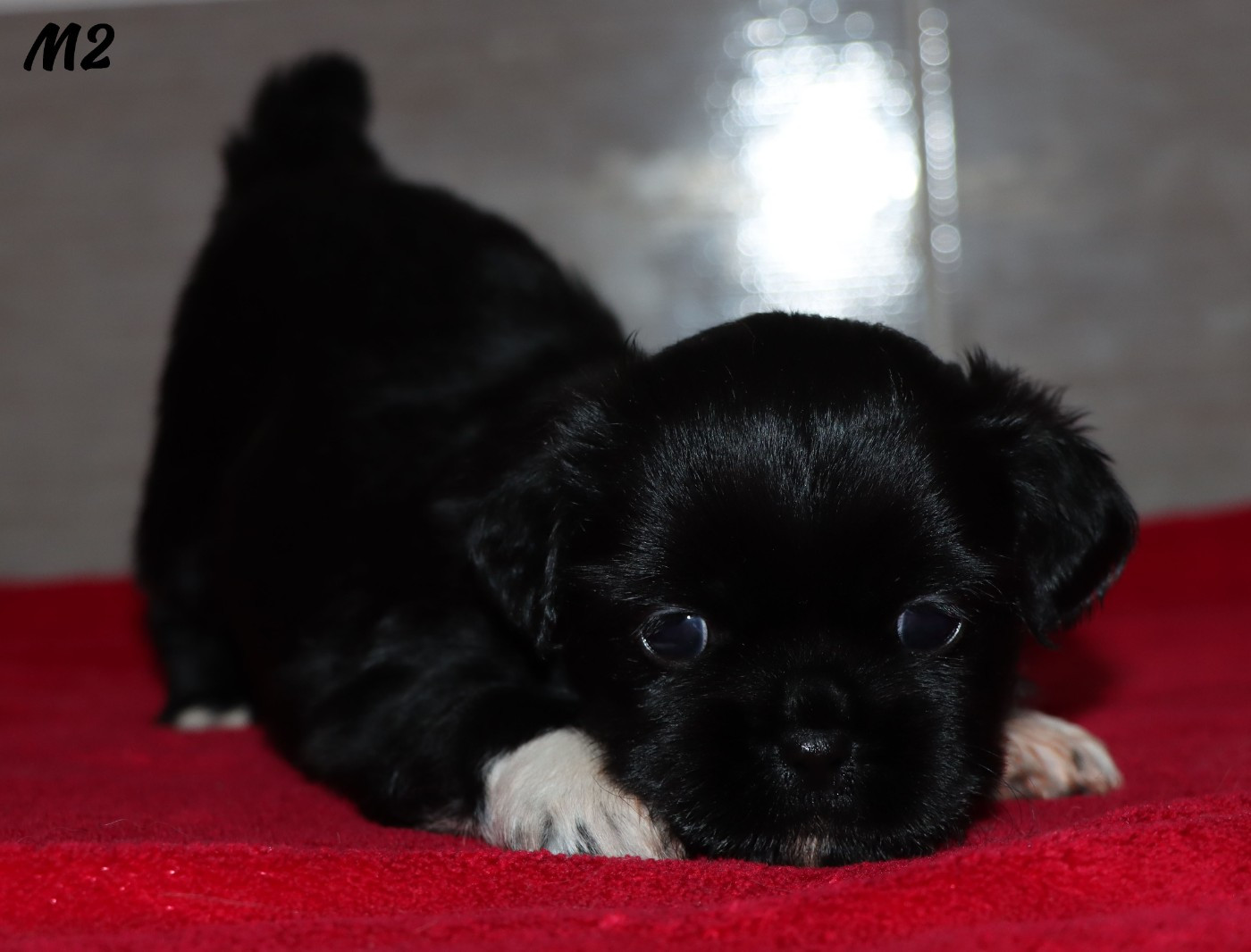 des Lueurs d'Antares - Chiots disponibles - Epagneul tibetain