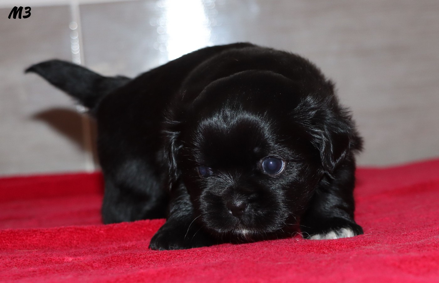 des Lueurs d'Antares - Chiots disponibles - Epagneul tibetain