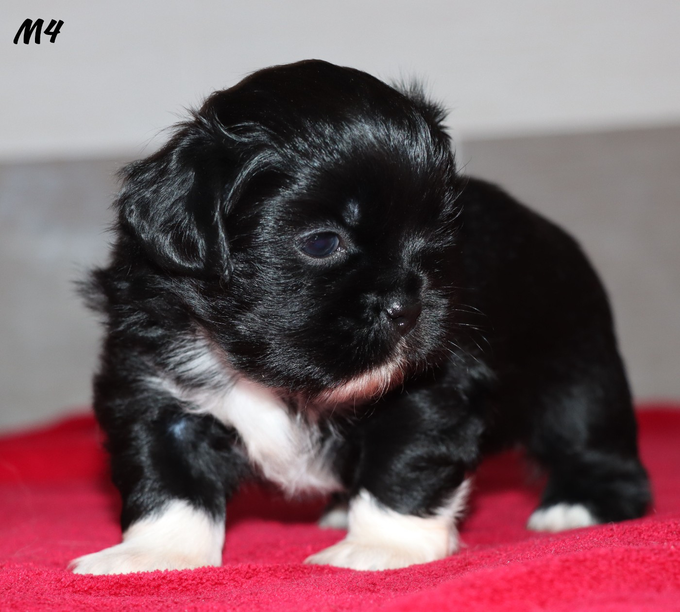 des Lueurs d'Antares - Chiots disponibles - Epagneul tibetain