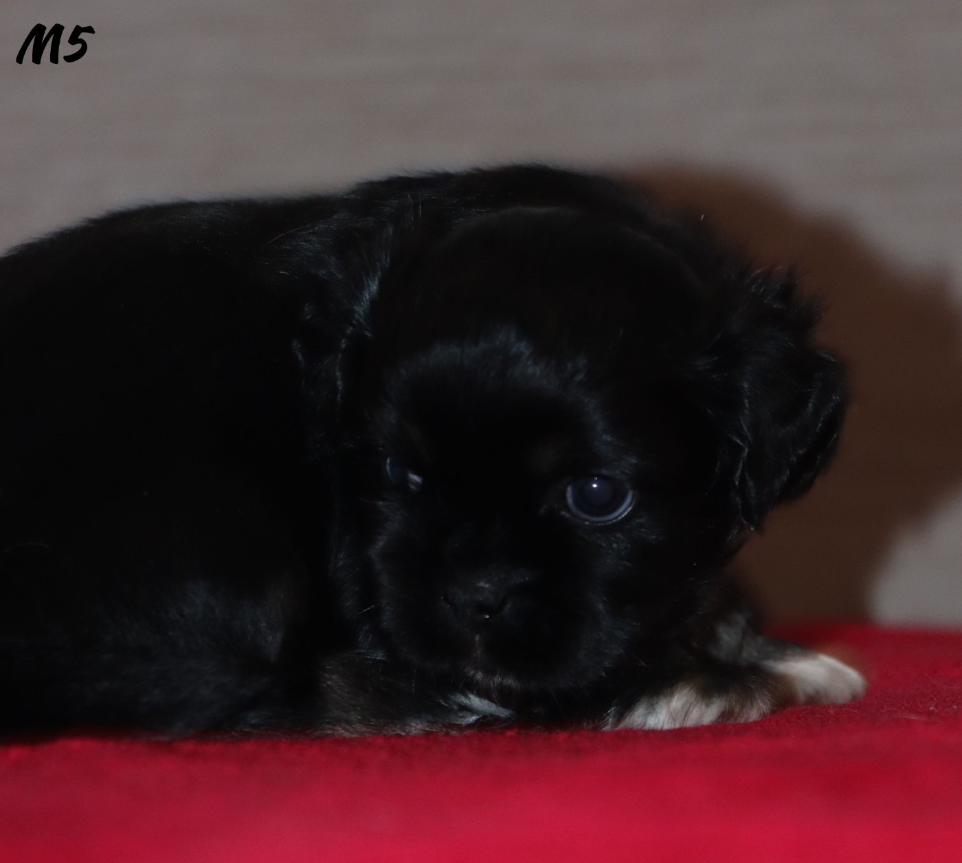 des Lueurs d'Antares - Chiots disponibles - Epagneul tibetain