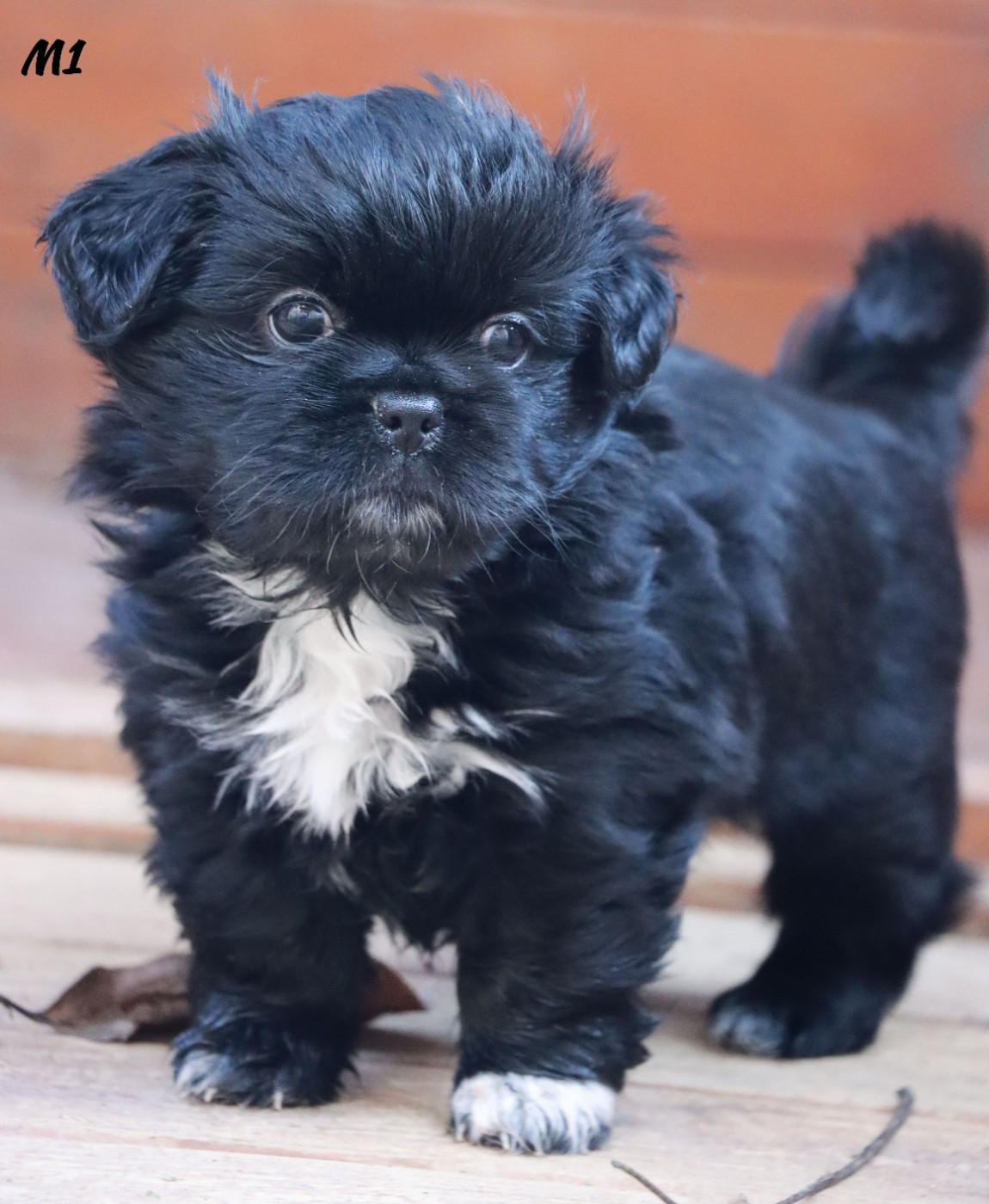 des Lueurs d'Antares - Chiots disponibles - Epagneul tibetain