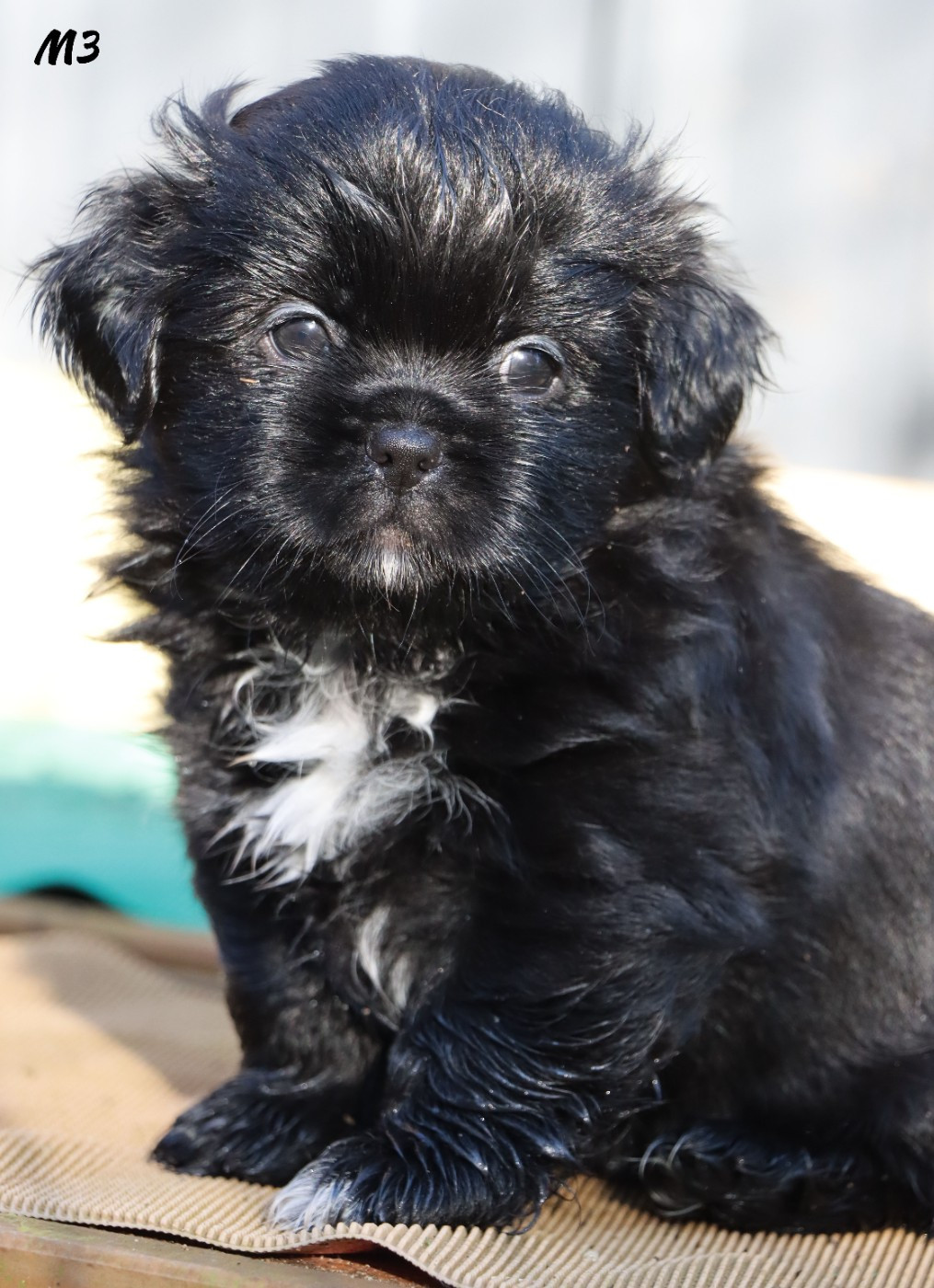 des Lueurs d'Antares - Chiots disponibles - Epagneul tibetain