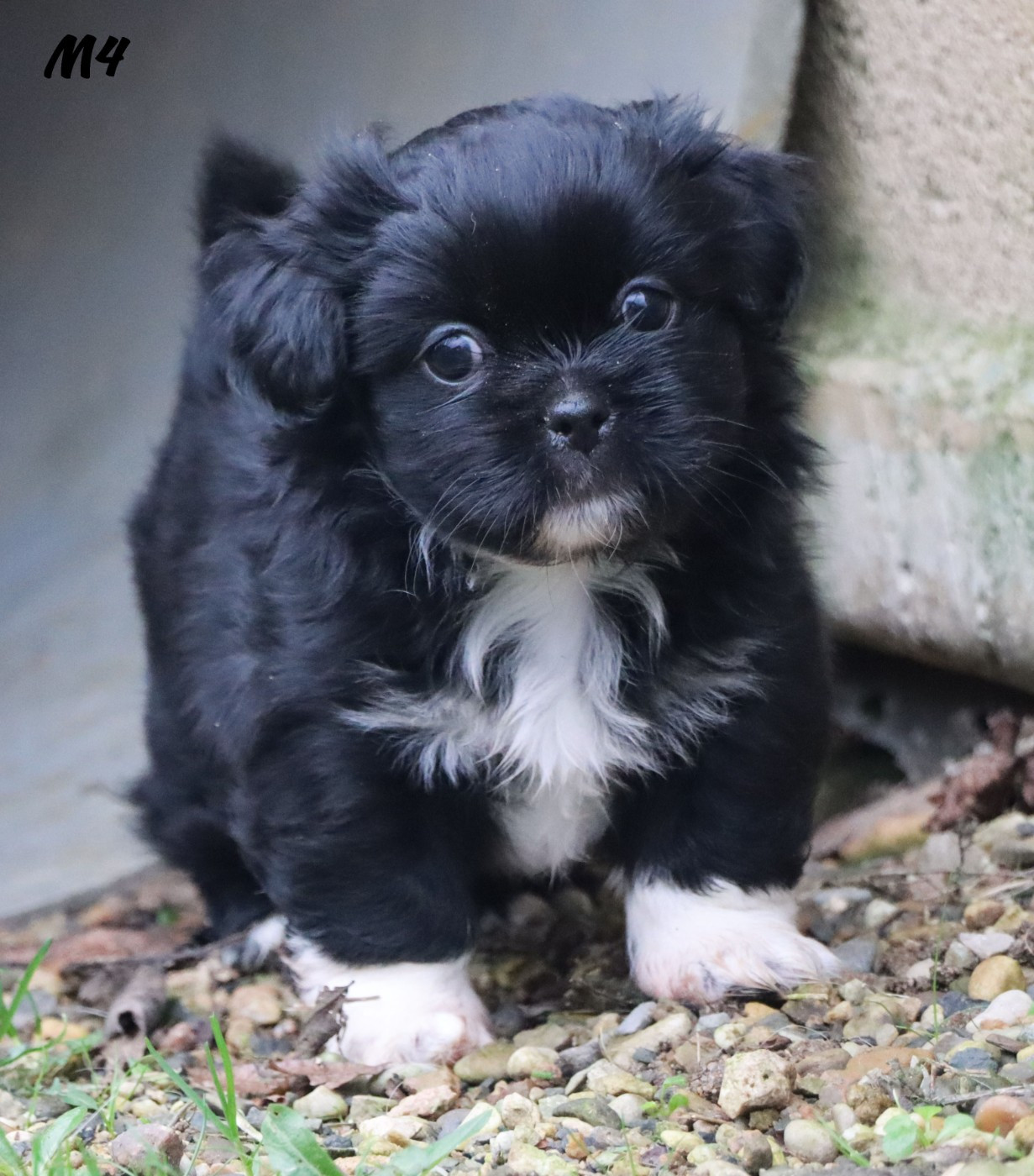 des Lueurs d'Antares - Chiots disponibles - Epagneul tibetain