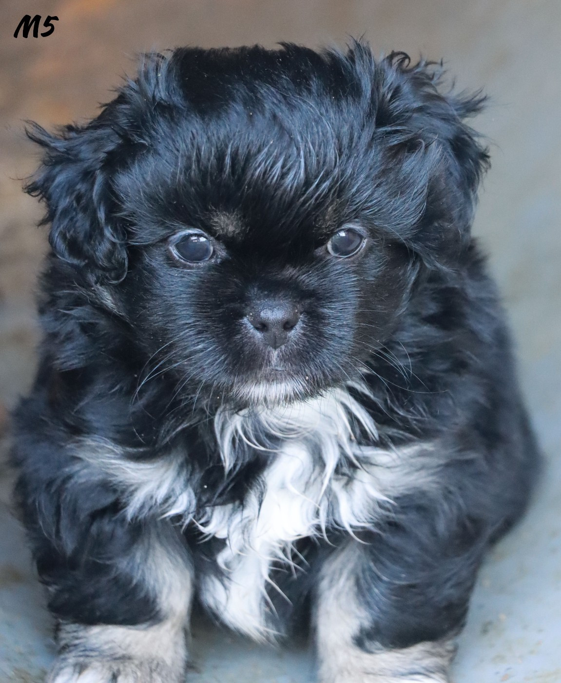 des Lueurs d'Antares - Chiots disponibles - Epagneul tibetain