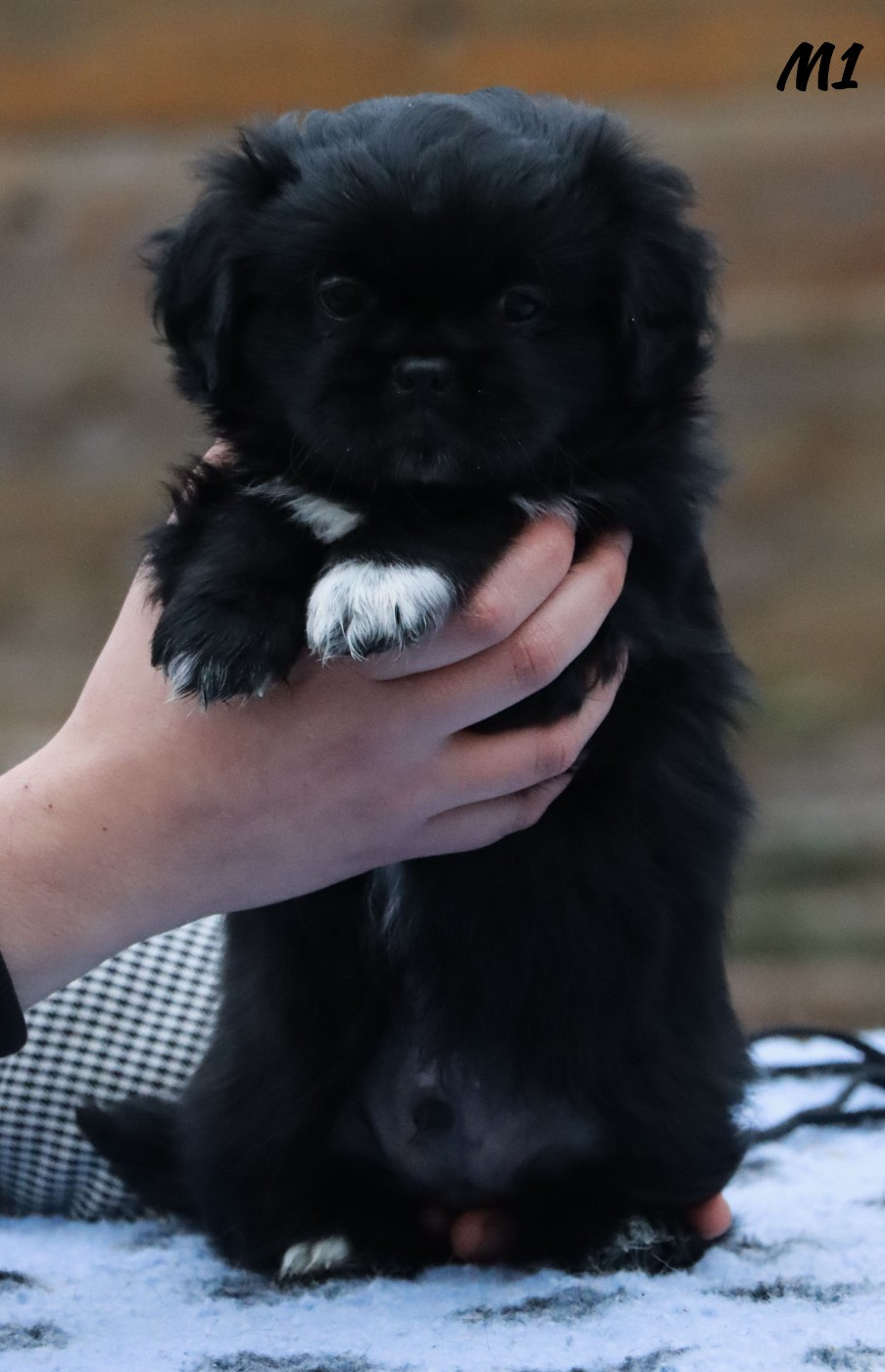 des Lueurs d'Antares - Chiots disponibles - Epagneul tibetain