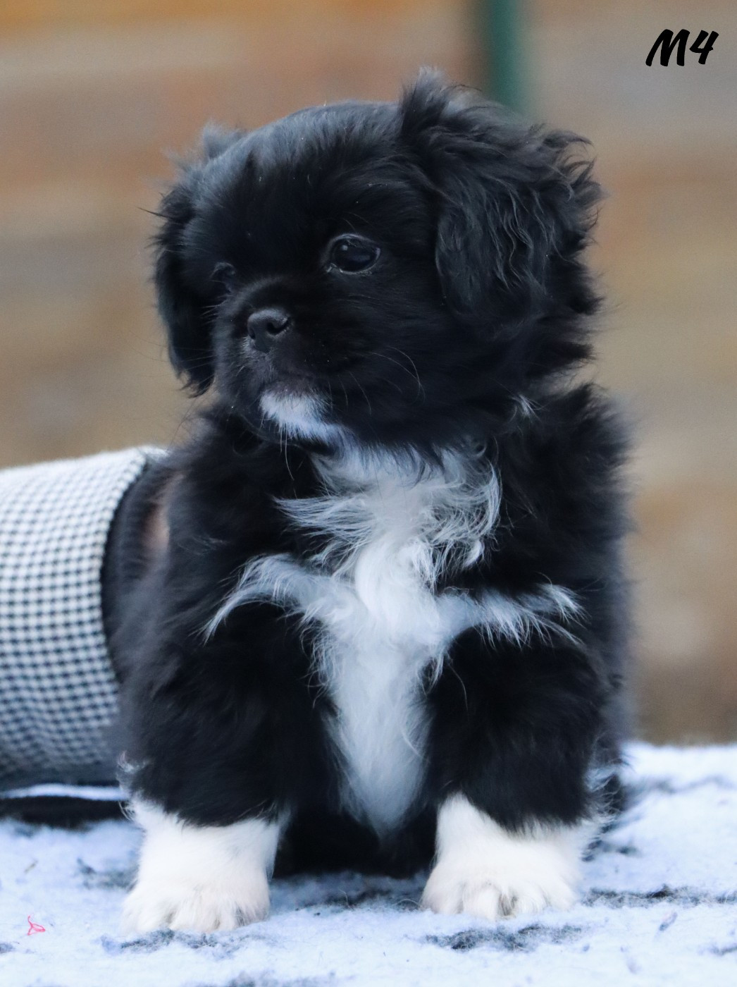 des Lueurs d'Antares - Chiots disponibles - Epagneul tibetain