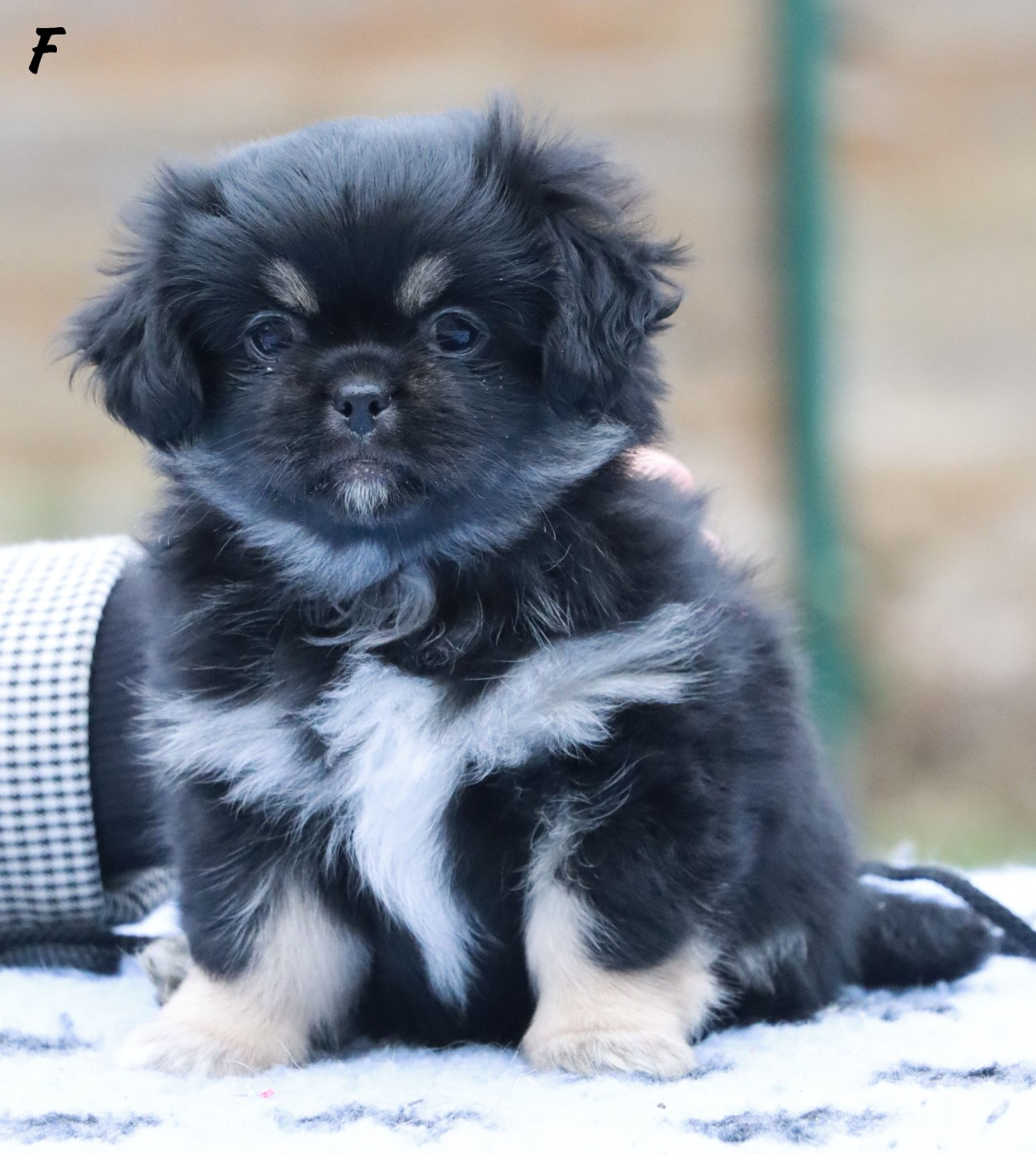 des Lueurs d'Antares - Epagneul tibetain - Portée née le 31/10/2025