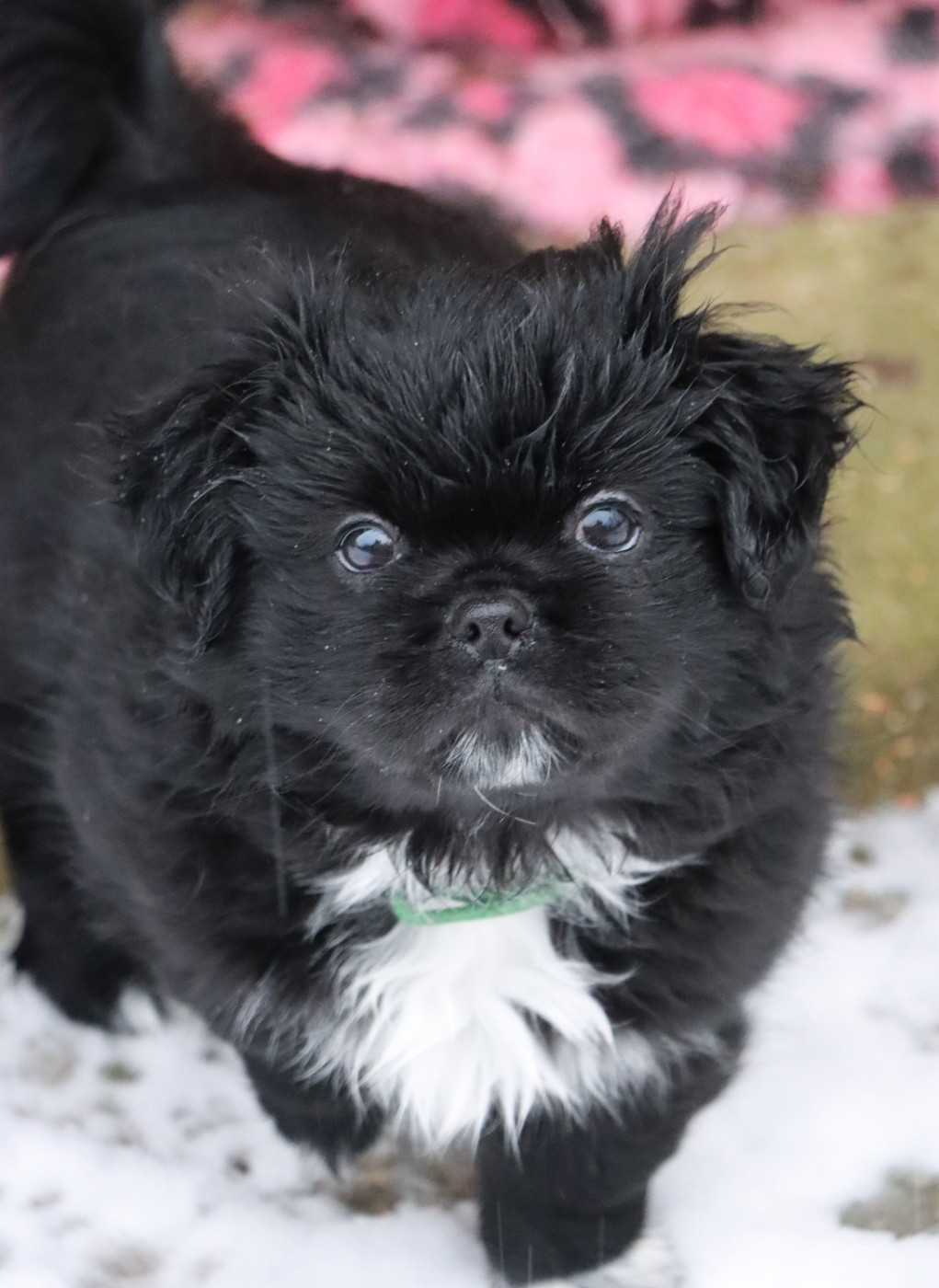 des Lueurs d'Antares - Chiots disponibles - Epagneul tibetain