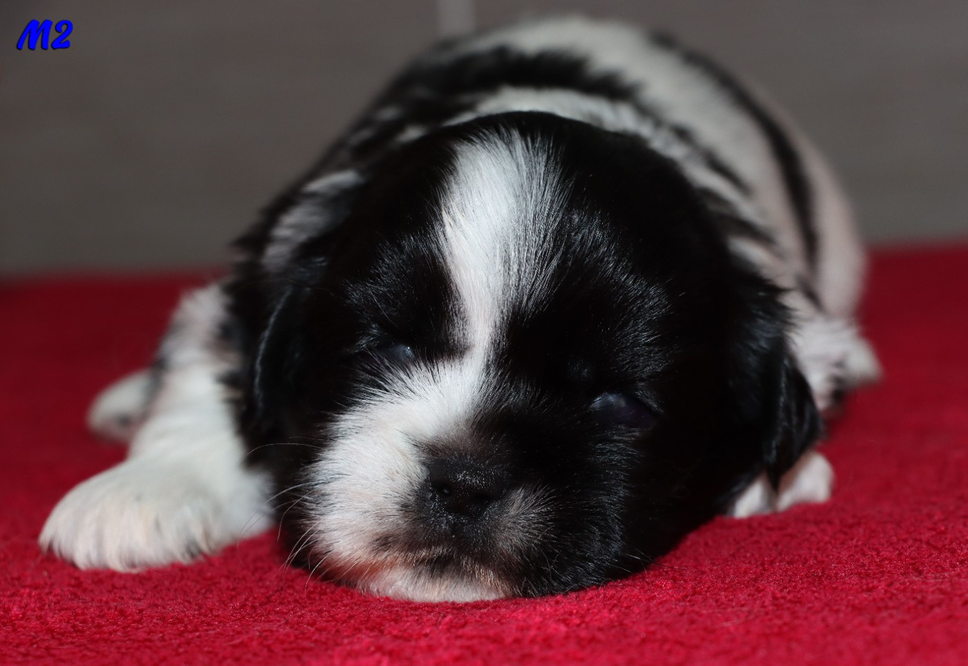 des Lueurs d'Antares - Chiots disponibles - Epagneul tibetain