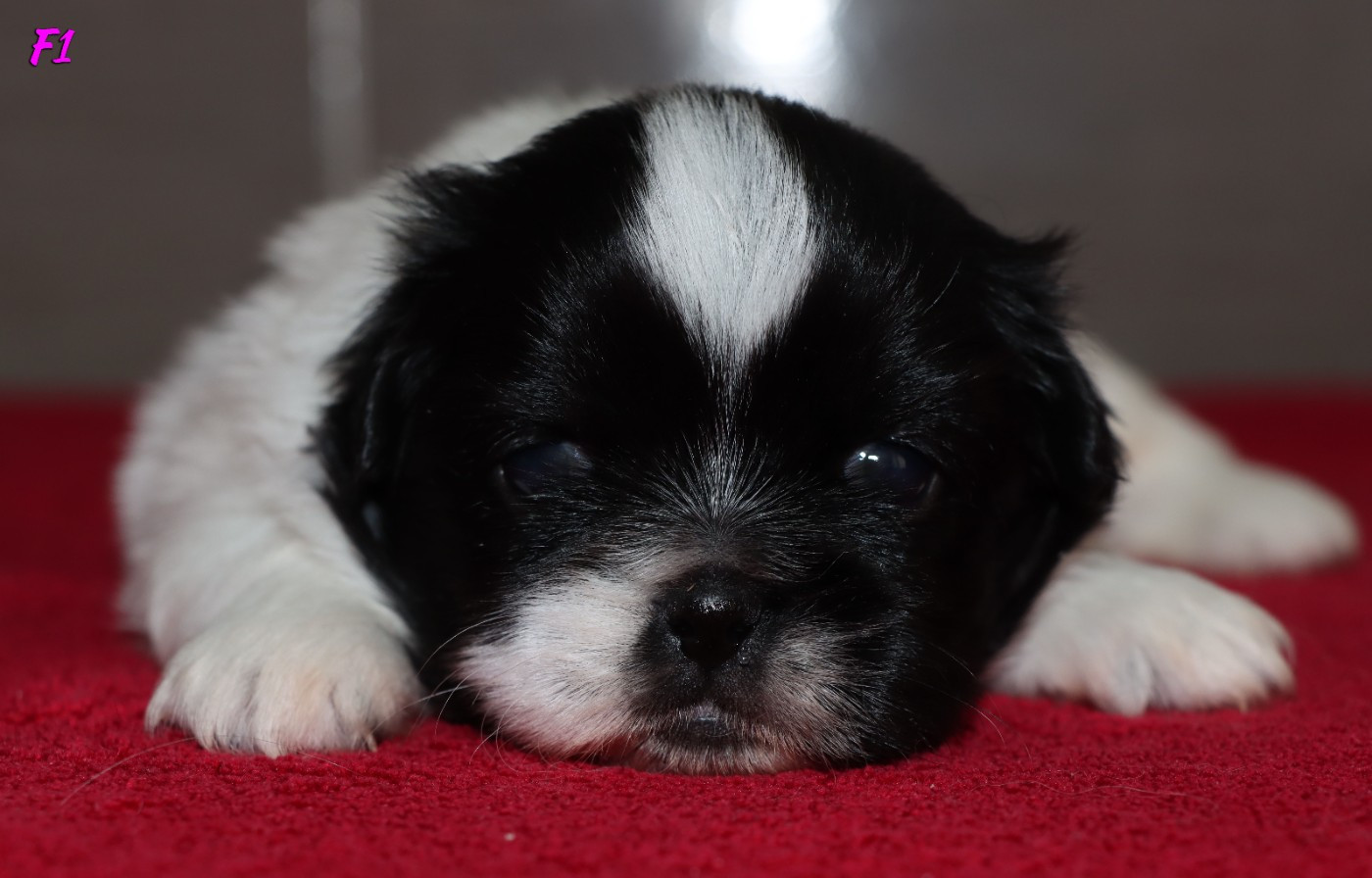 des Lueurs d'Antares - Chiots disponibles - Epagneul tibetain