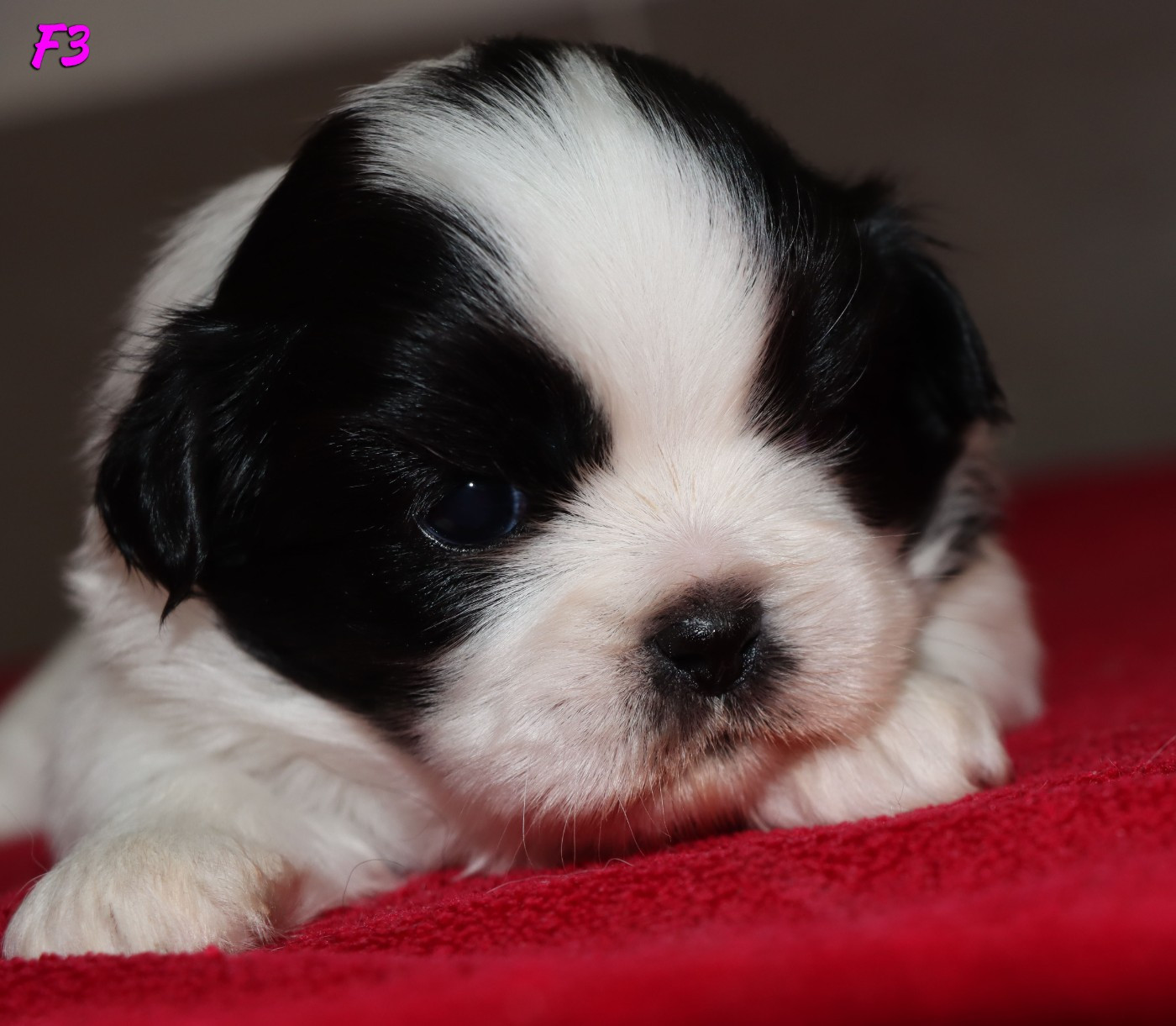 des Lueurs d'Antares - Chiots disponibles - Epagneul tibetain