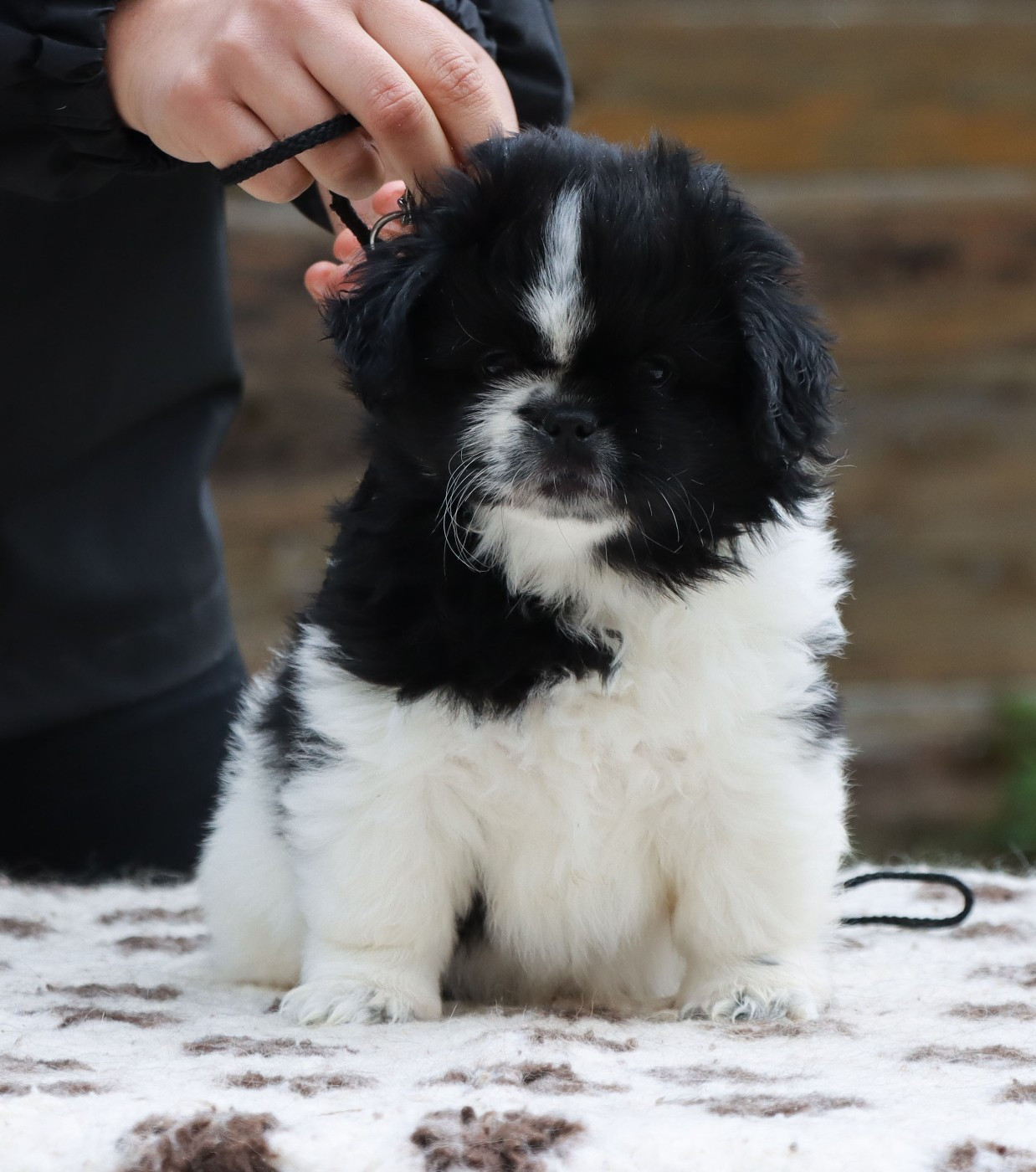 des Lueurs d'Antares - Chiots disponibles - Epagneul tibetain