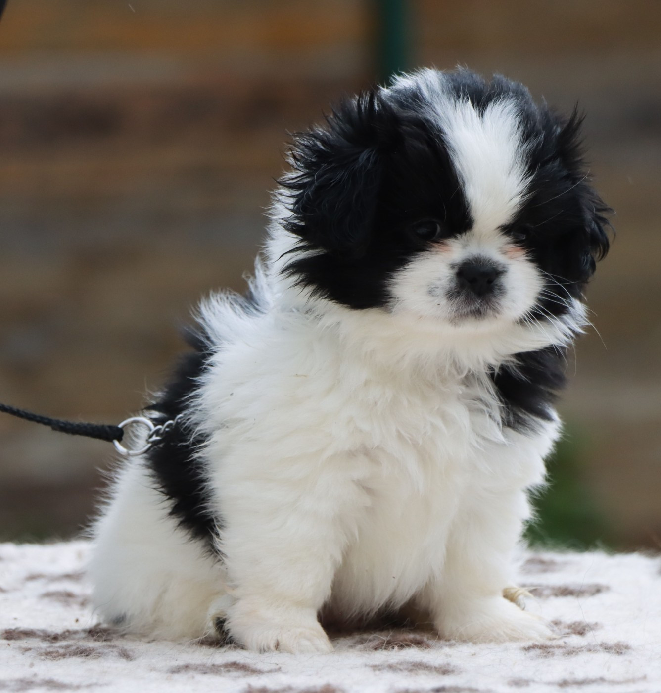 des Lueurs d'Antares - Chiots disponibles - Epagneul tibetain