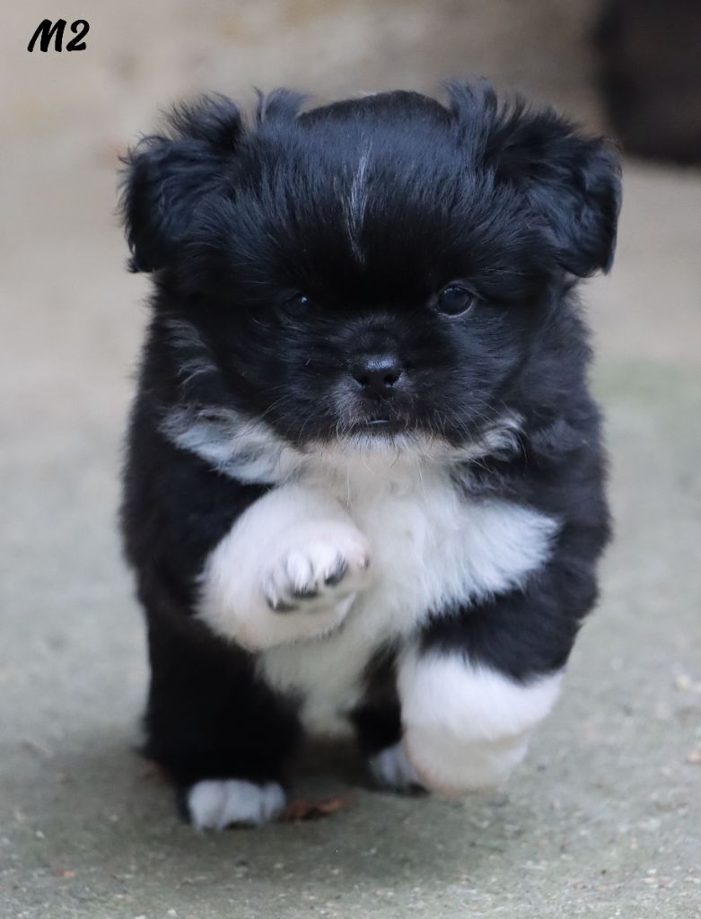 des Lueurs d'Antares - Chiots disponibles - Epagneul tibetain