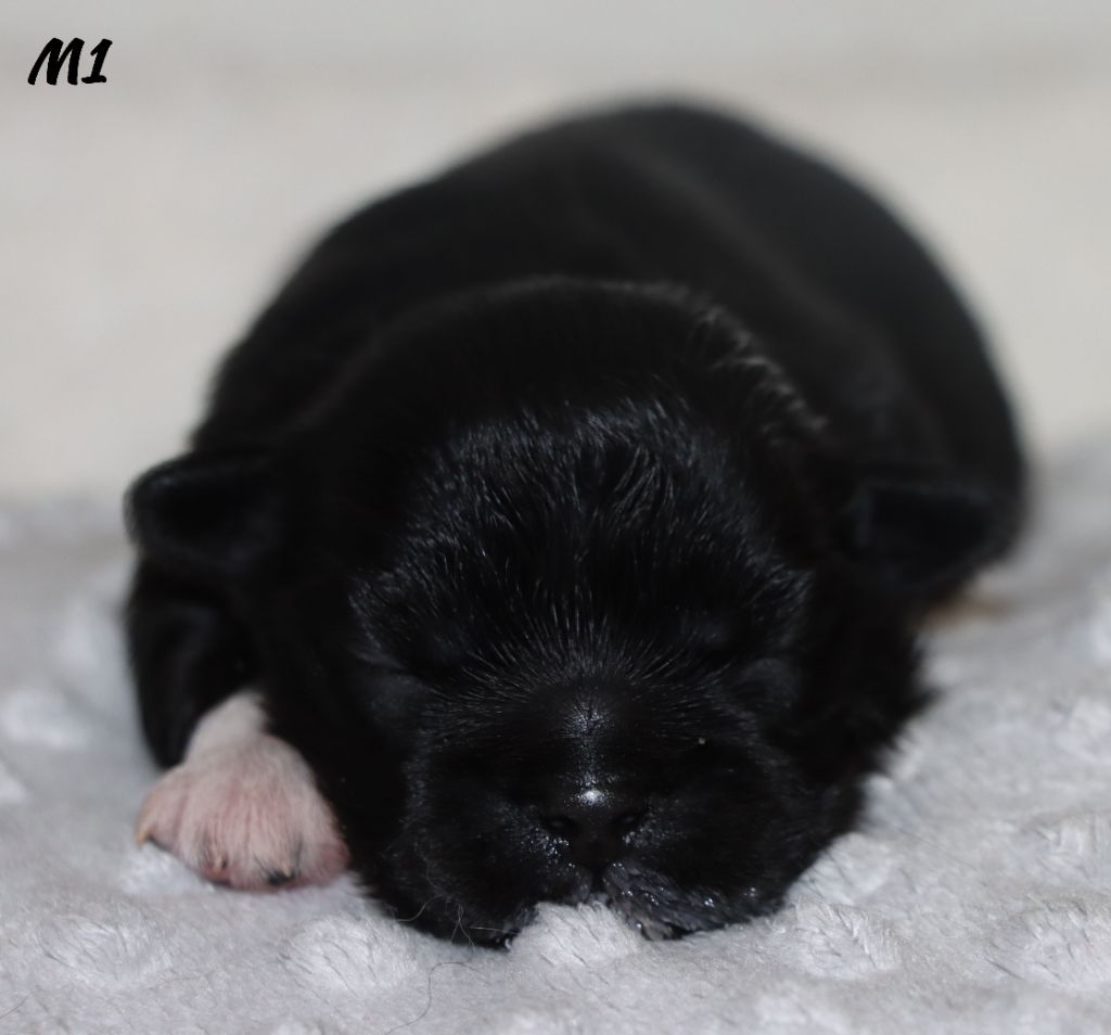 des Lueurs d'Antares - Chiots disponibles - Epagneul tibetain