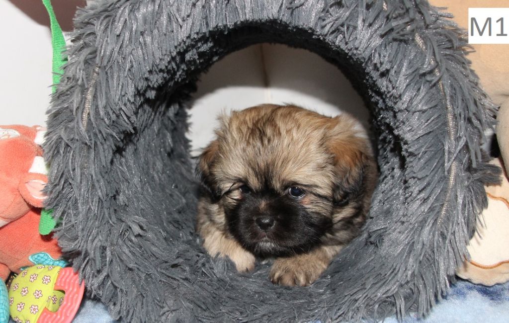 des Lueurs d'Antares - Epagneul tibetain - Portée née le 07/03/2020