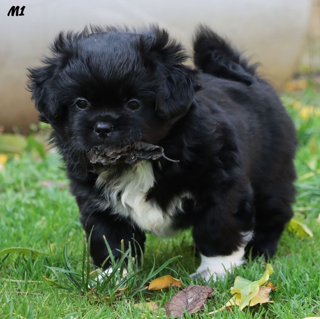 des Lueurs d'Antares - Epagneul tibetain - Portée née le 28/08/2025