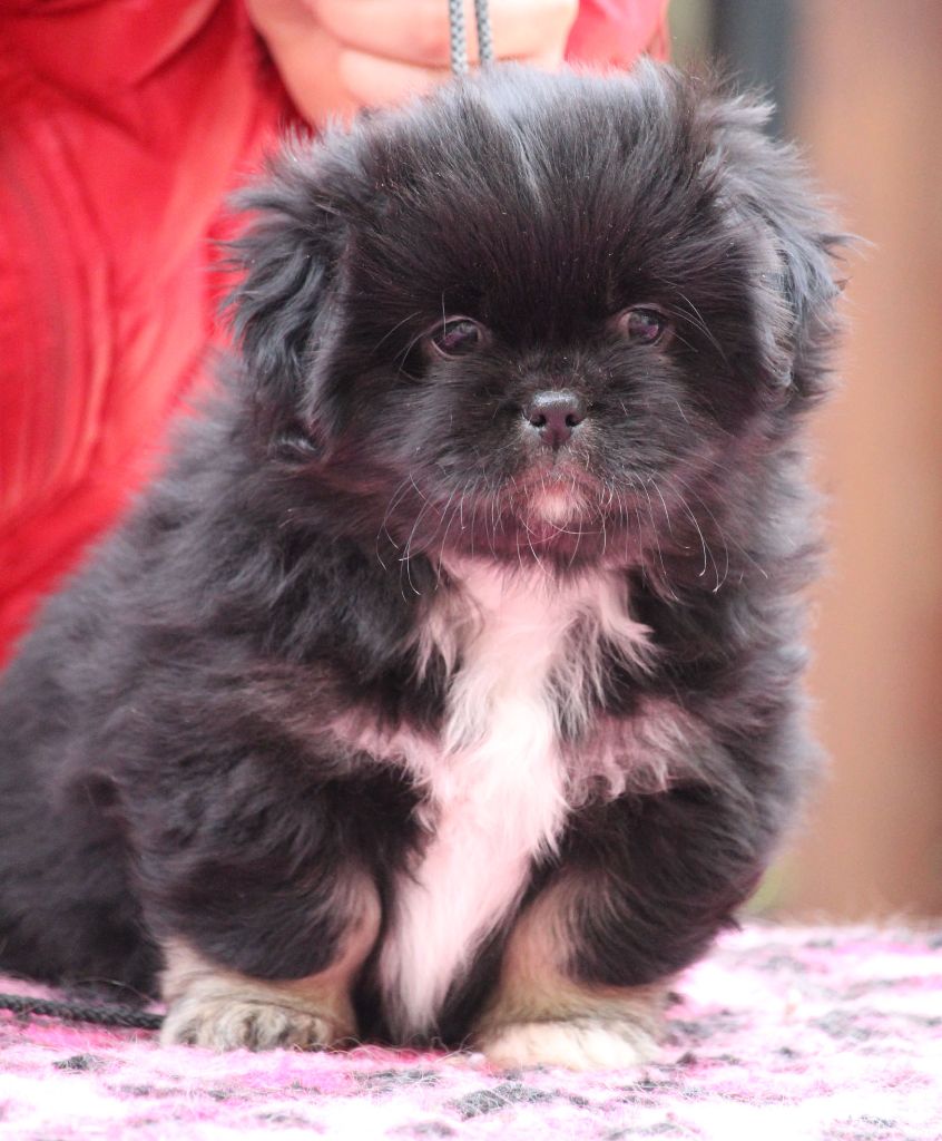 des Lueurs d'Antares - Epagneul tibetain - Portée née le 29/09/2024