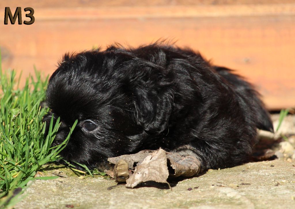des Lueurs d'Antares - Epagneul tibetain - Portée née le 03/02/2023