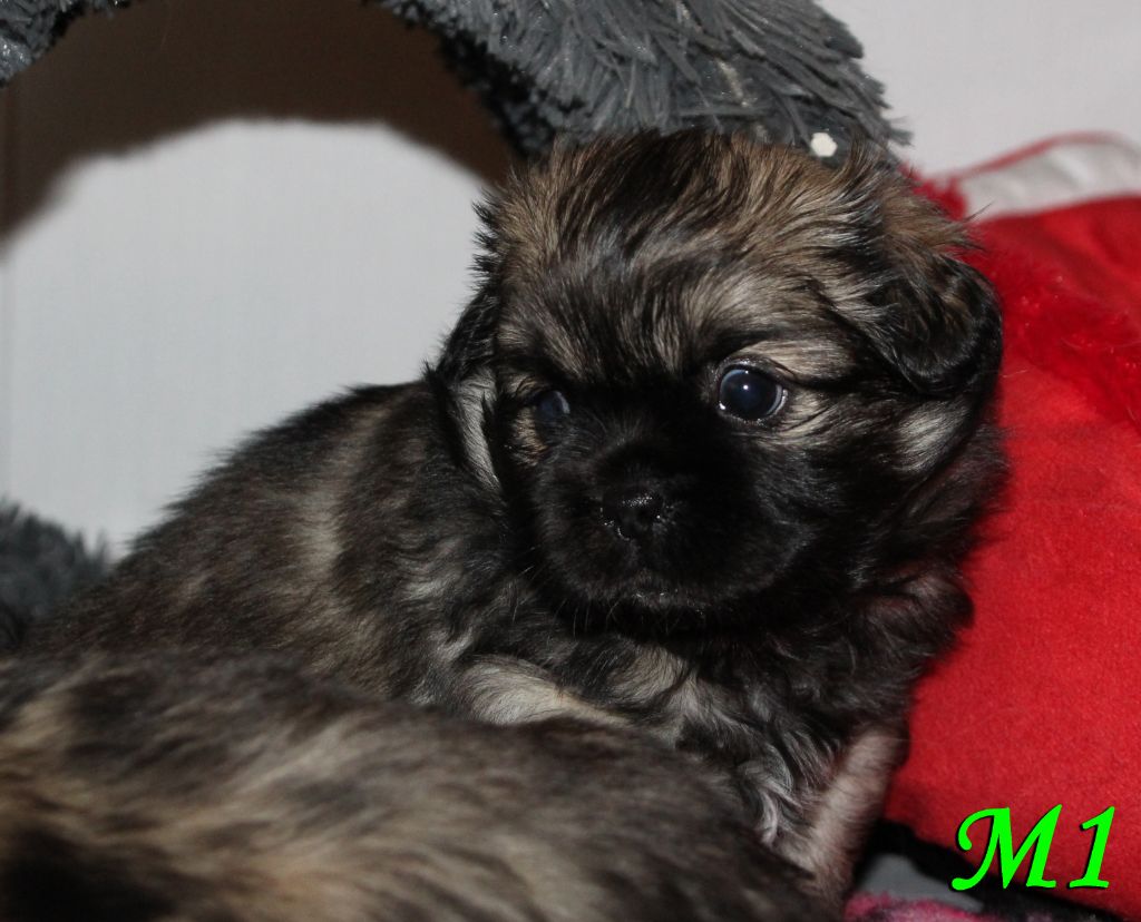 des Lueurs d'Antares - Epagneul tibetain - Portée née le 22/11/2020